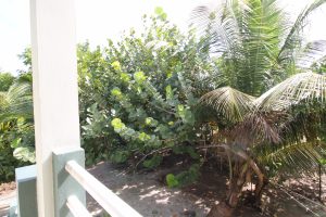 Multi-Unit Island Home (Income Generating!)