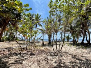 Ambergris Caye Belize Beachfront Property