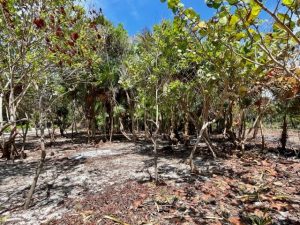 Ambergris Caye Belize Beachfront Property