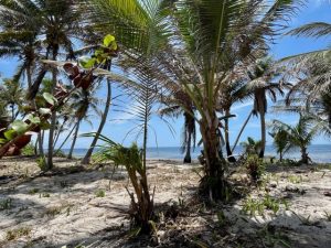 Ambergris Caye Belize Beachfront Property