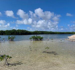 South Bay Parcel,  Over 100 Feet of Waterfront!