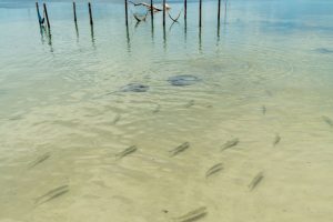 Investment Opportunity | Iguana Reef Inn; Boutique Caribbean Resort on Belize’s Premier Island Destination!